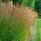 MOLINIA caerulea subsp. arundinacea 'Moorhexe'