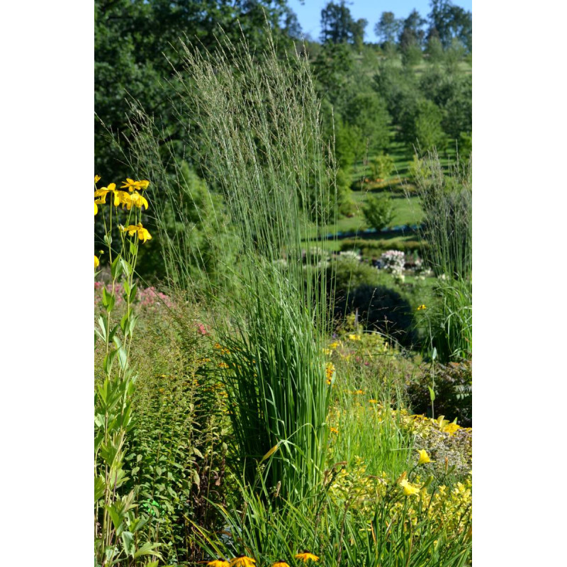 MOLINIA caerulea subsp. arundinacea 'Winds&auml;ule'