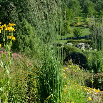 MOLINIA caerulea subsp. arundinacea &#039;Windsäule&#039;