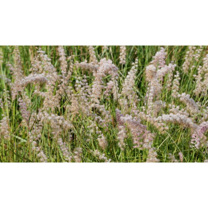 PENNISETUM orientale PENNISETUM orientale