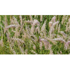 PENNISETUM orientale PENNISETUM orientale