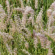 PENNISETUM orientale