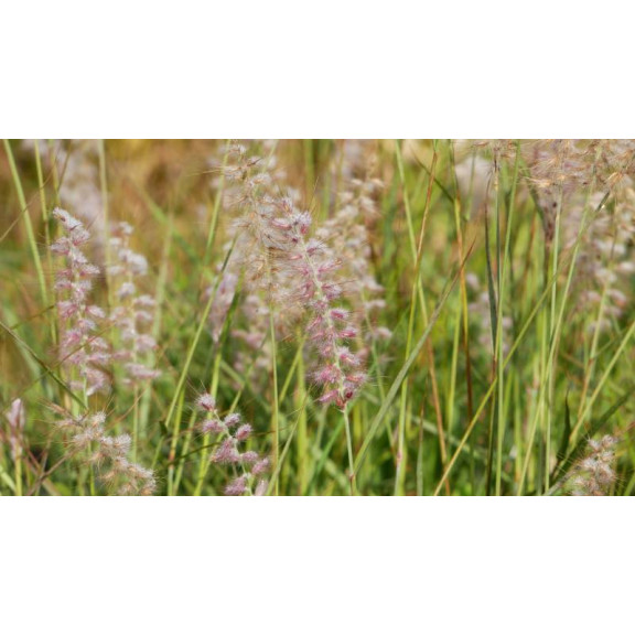 PENNISETUM orientale