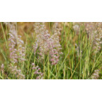 PENNISETUM orientale PENNISETUM orientale