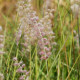 PENNISETUM orientale