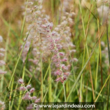 PENNISETUM orientale