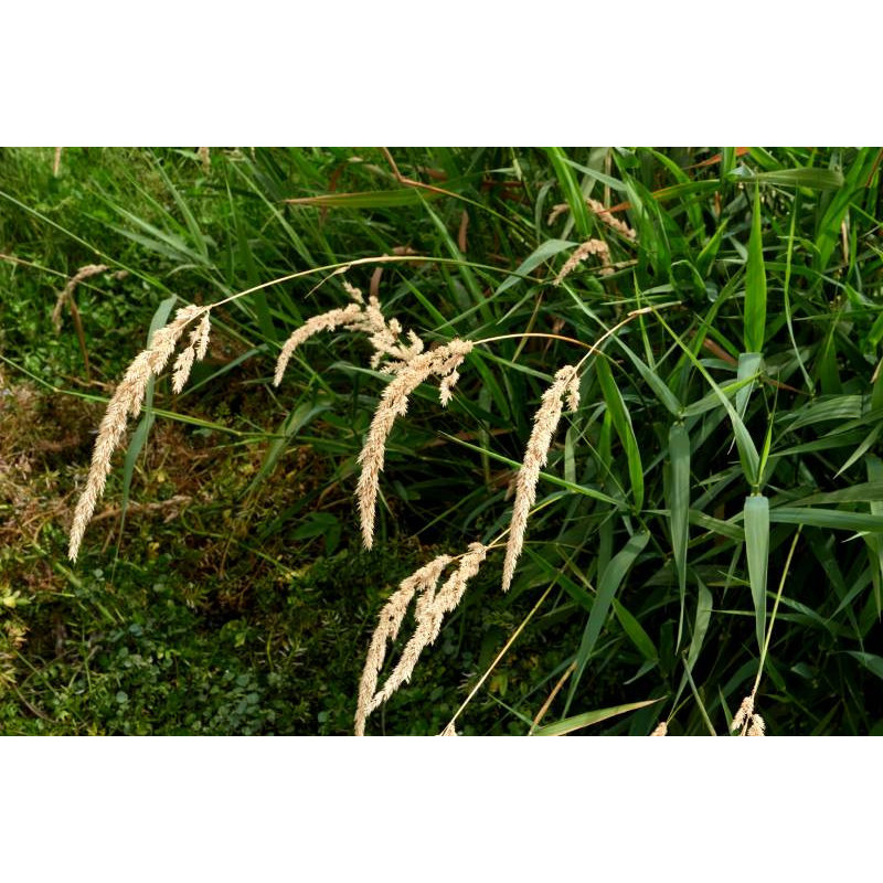 PHALARIS arundinacea