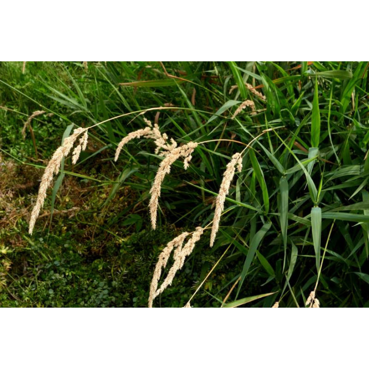 PHALARIS arundinacea