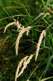 PHALARIS arundinacea