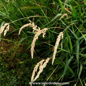 PHALARIS arundinacea