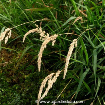 PHALARIS arundinacea