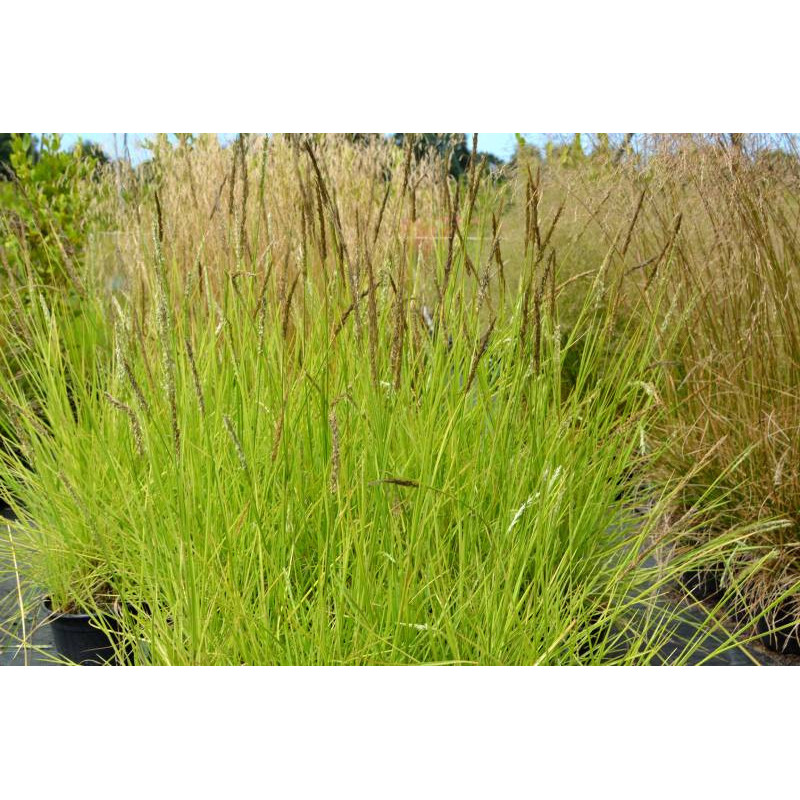 SESLERIA autumnalis
