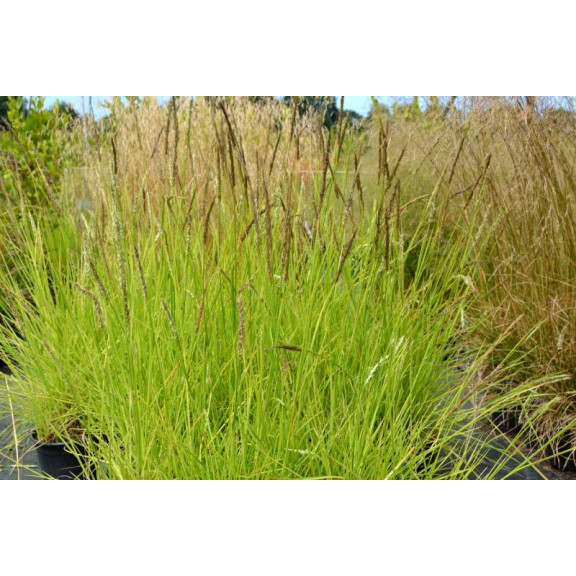 SESLERIA autumnalis