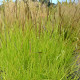 SESLERIA autumnalis