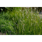 SESLERIA autumnalis
