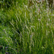 SESLERIA autumnalis