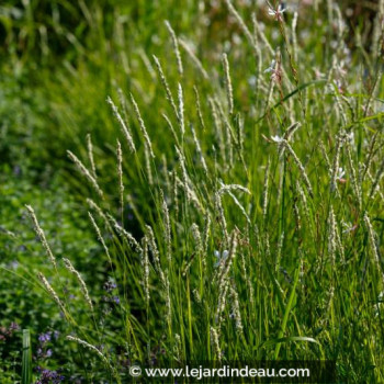 SESLERIA autumnalis