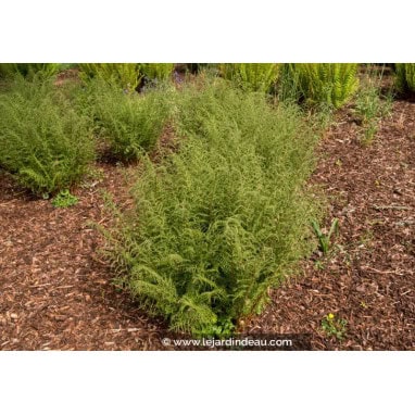 DRYOPTERIS filix-mas \'Linearis Polydactyla\'