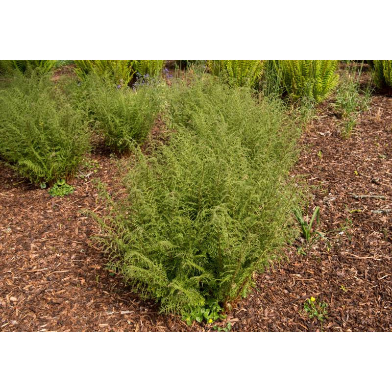 DRYOPTERIS filix-mas 'Linearis Polydactyla'