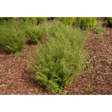 DRYOPTERIS filix-mas \'Linearis Polydactyla\'