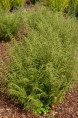 DRYOPTERIS filix-mas 'Linearis Polydactyla'
