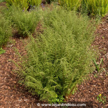 DRYOPTERIS filix-mas &#039;Linearis Polydactyla&#039;