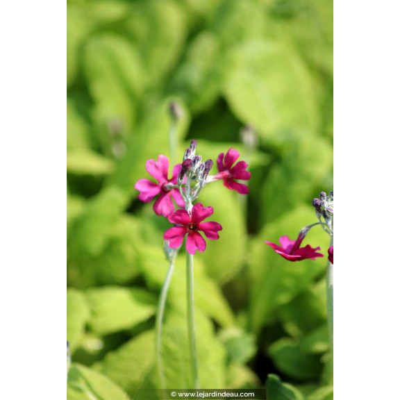 PRIMULA japonica 'Carminea'