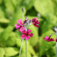 PRIMULA japonica 'Carminea'