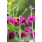 PRIMULA japonica 'Carminea'