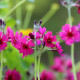 PRIMULA japonica 'Carminea'