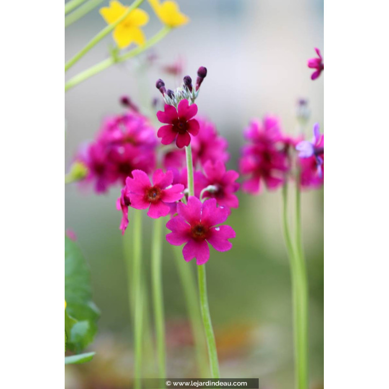 PRIMULA japonica 'Carminea'