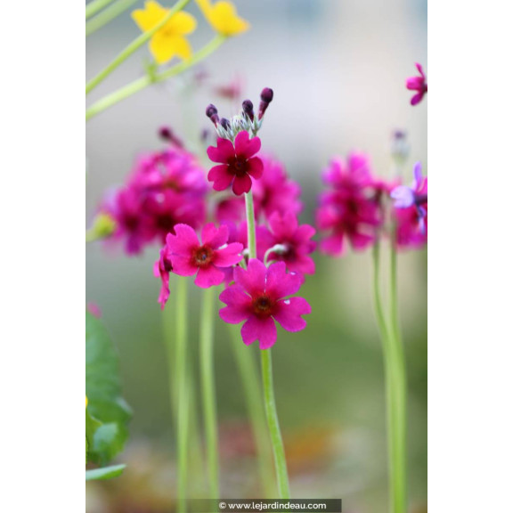 PRIMULA japonica 'Carminea'