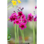 PRIMULA japonica 'Carminea'