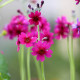 PRIMULA japonica 'Carminea'