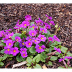 PRIMULA juliae 'Wanda' PRIMULA juliae 'Wanda'
