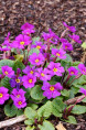 PRIMULA juliae 'Wanda'