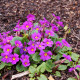 PRIMULA juliae 'Wanda'