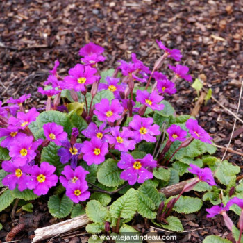 PRIMULA juliae &#039;Wanda&#039;