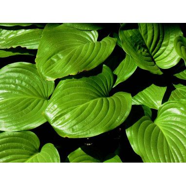 HOSTA ventricosa