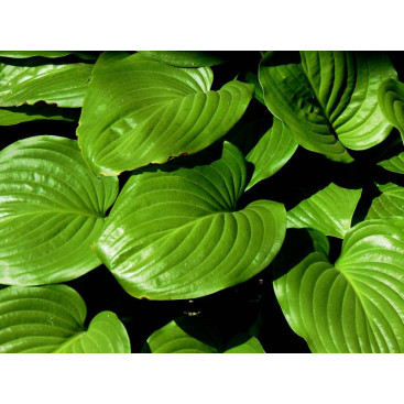 HOSTA ventricosa