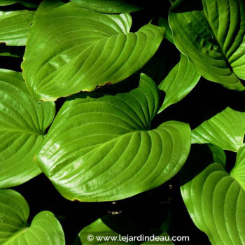 HOSTA ventricosa