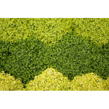 SOLEIROLIA soleirolii \'Aurea\'