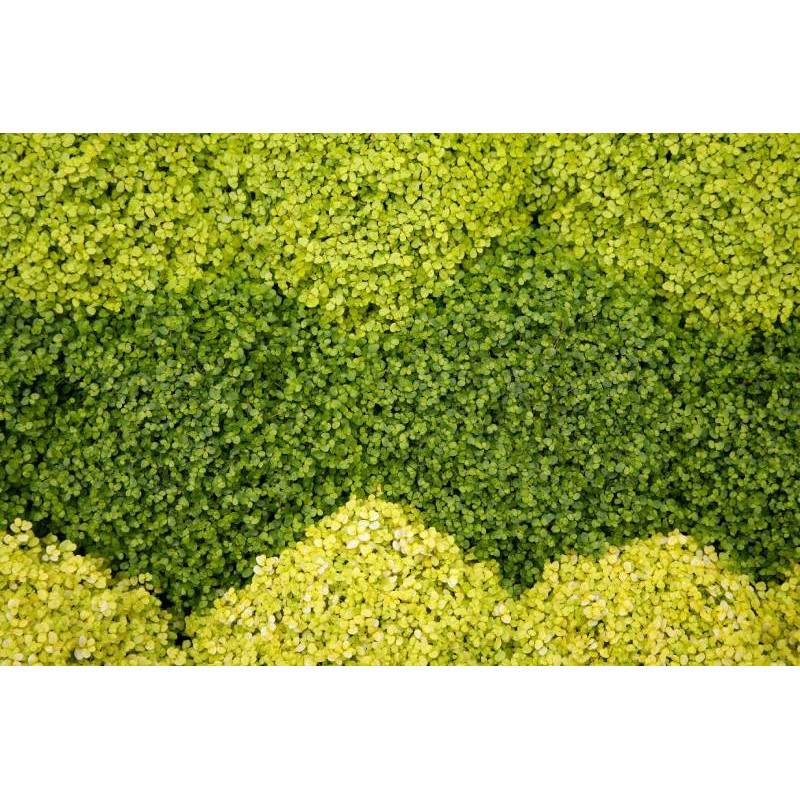 SOLEIROLIA soleirolii 'Aurea'