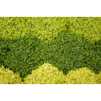 SOLEIROLIA soleirolii 'Aurea'