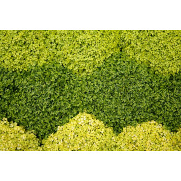 SOLEIROLIA soleirolii \'Aurea\'