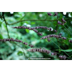 MELICA altissima 'Atropurpurea'
