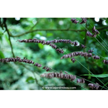 MELICA altissima \'Atropurpurea\'