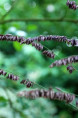 MELICA altissima 'Atropurpurea'
