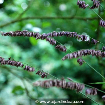 MELICA altissima &#039;Atropurpurea&#039;