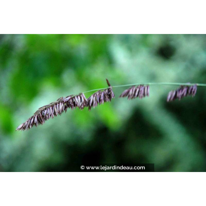 MELICA altissima 'Atropurpurea'